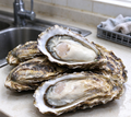 Oysters