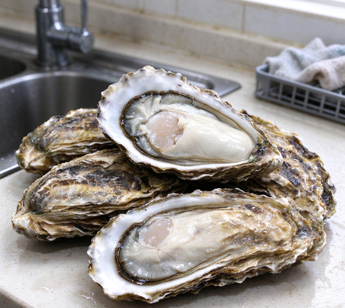 Oysters